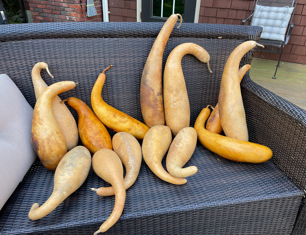 Collection of large gourds on a wicker chair outdoors.