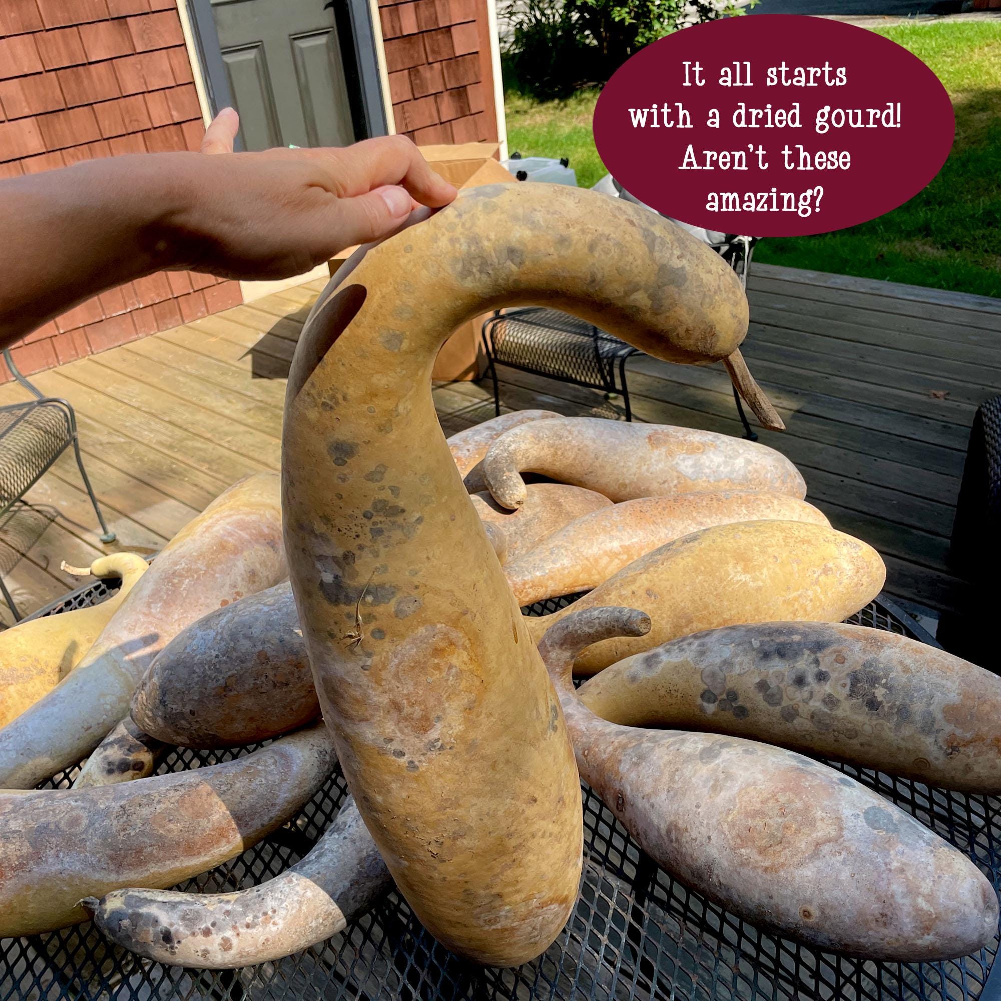 Large dried gourds on a metal rack with a person's hand holding one, outdoors.
