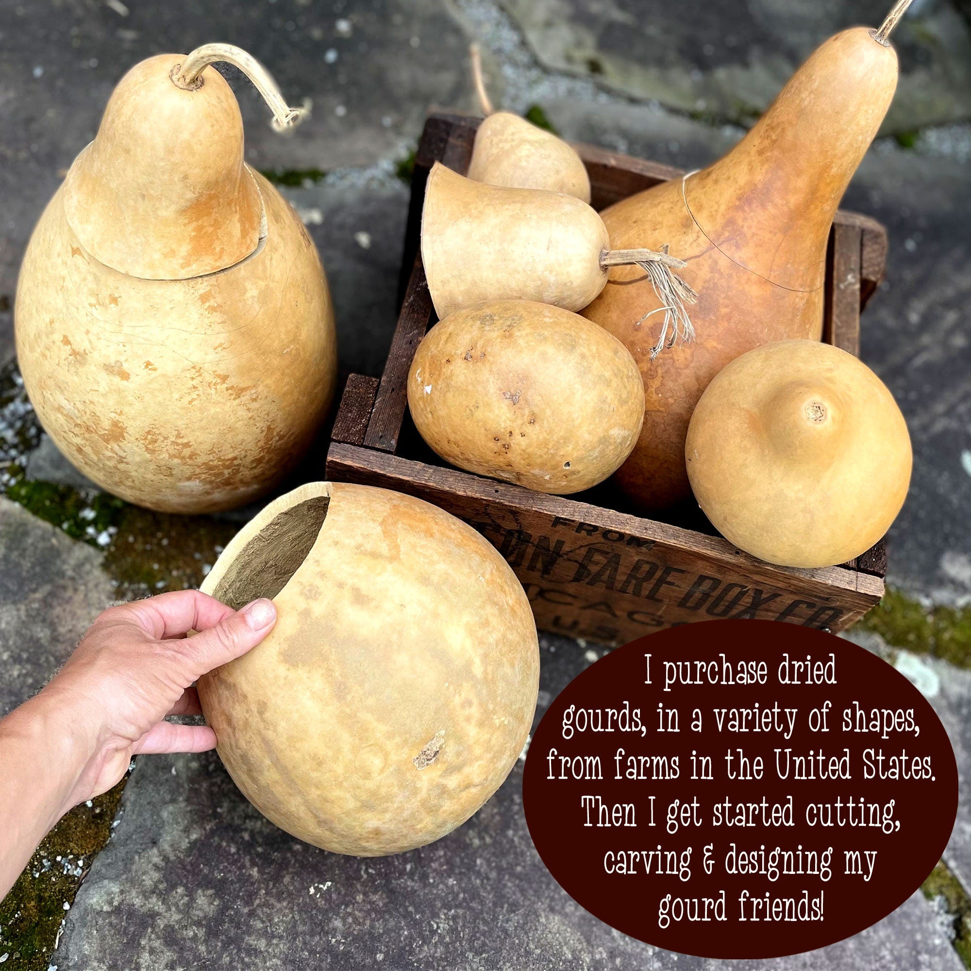 Hand holding a dried gourd with other gourds in a wooden crate on a stone surface.