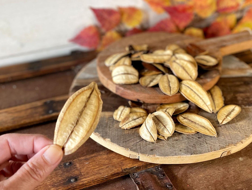 Hand holding a dried leaf with more pods on a wooden surface.