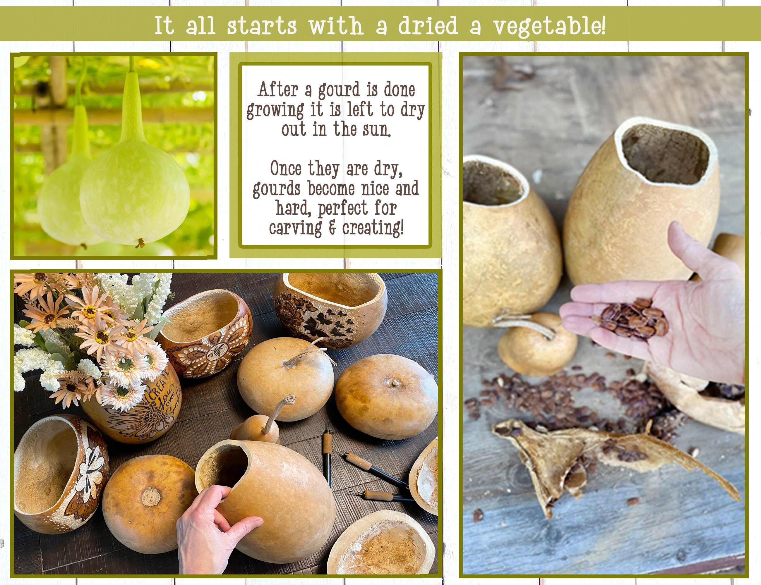 Collage of gourds in various stages of drying and use, with text explaining the process.