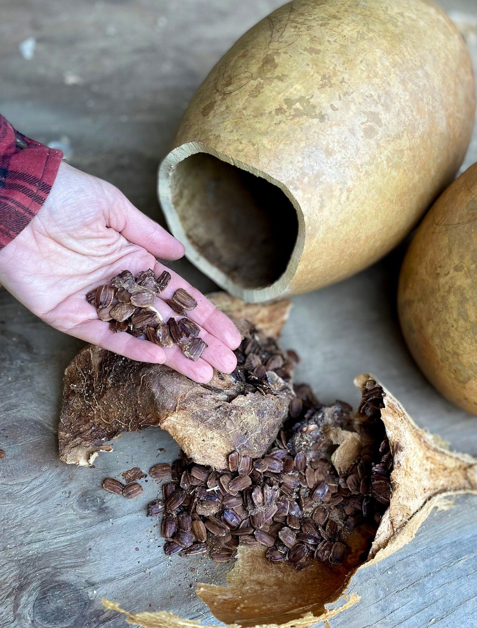 Hand holding cocoa beans next to an open gourd with more beans inside on a wooden surface.