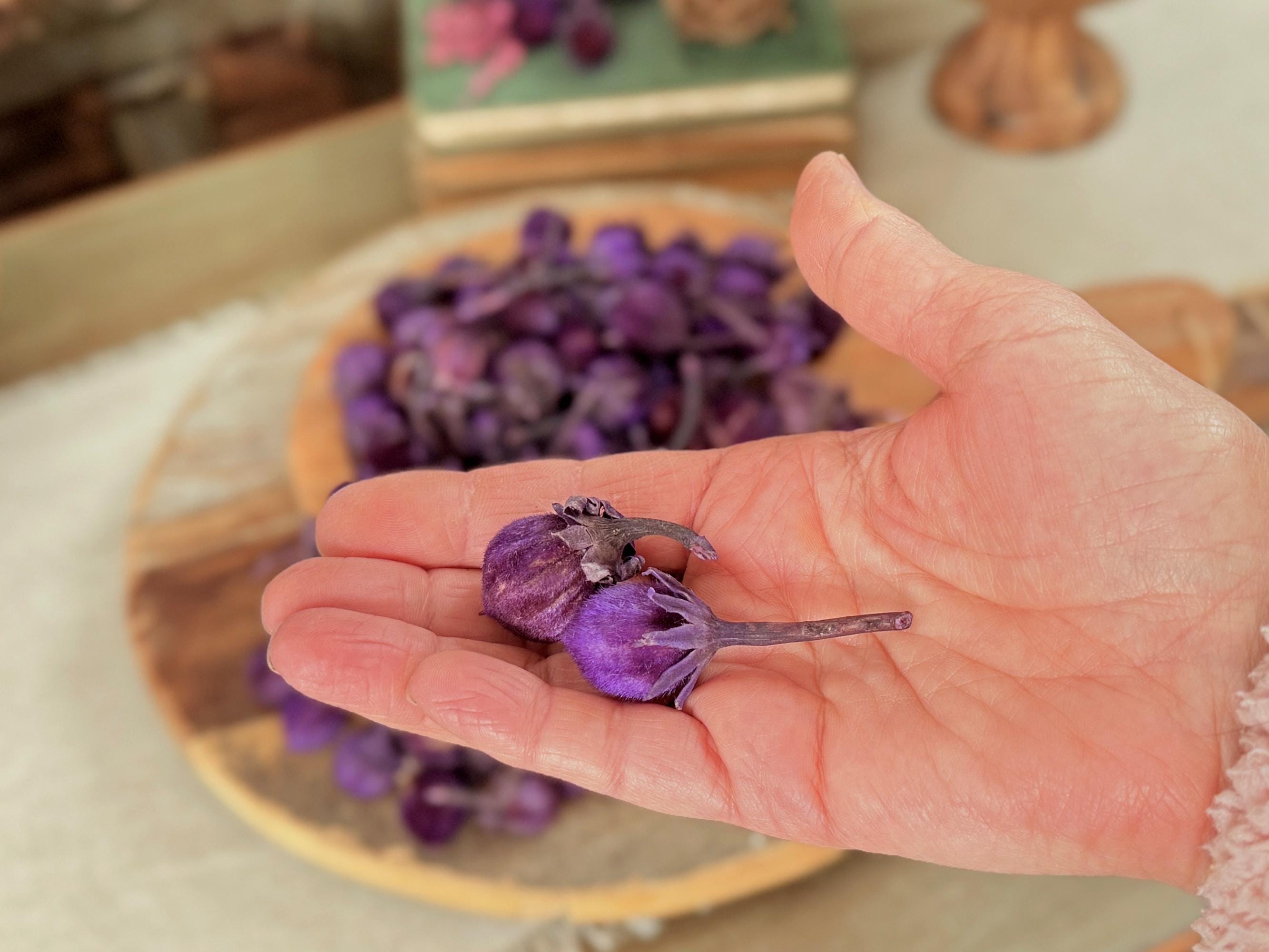 Hand holding a small purple pods with a blurred background of a wooden surface and more flowers.