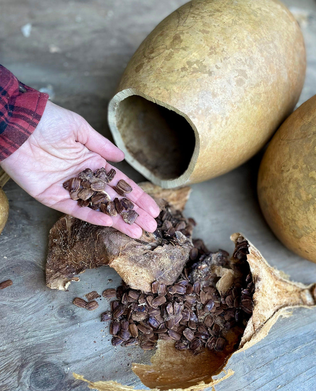 Hand holding cocoa beans next to an open gourd with more beans inside on a wooden surface.