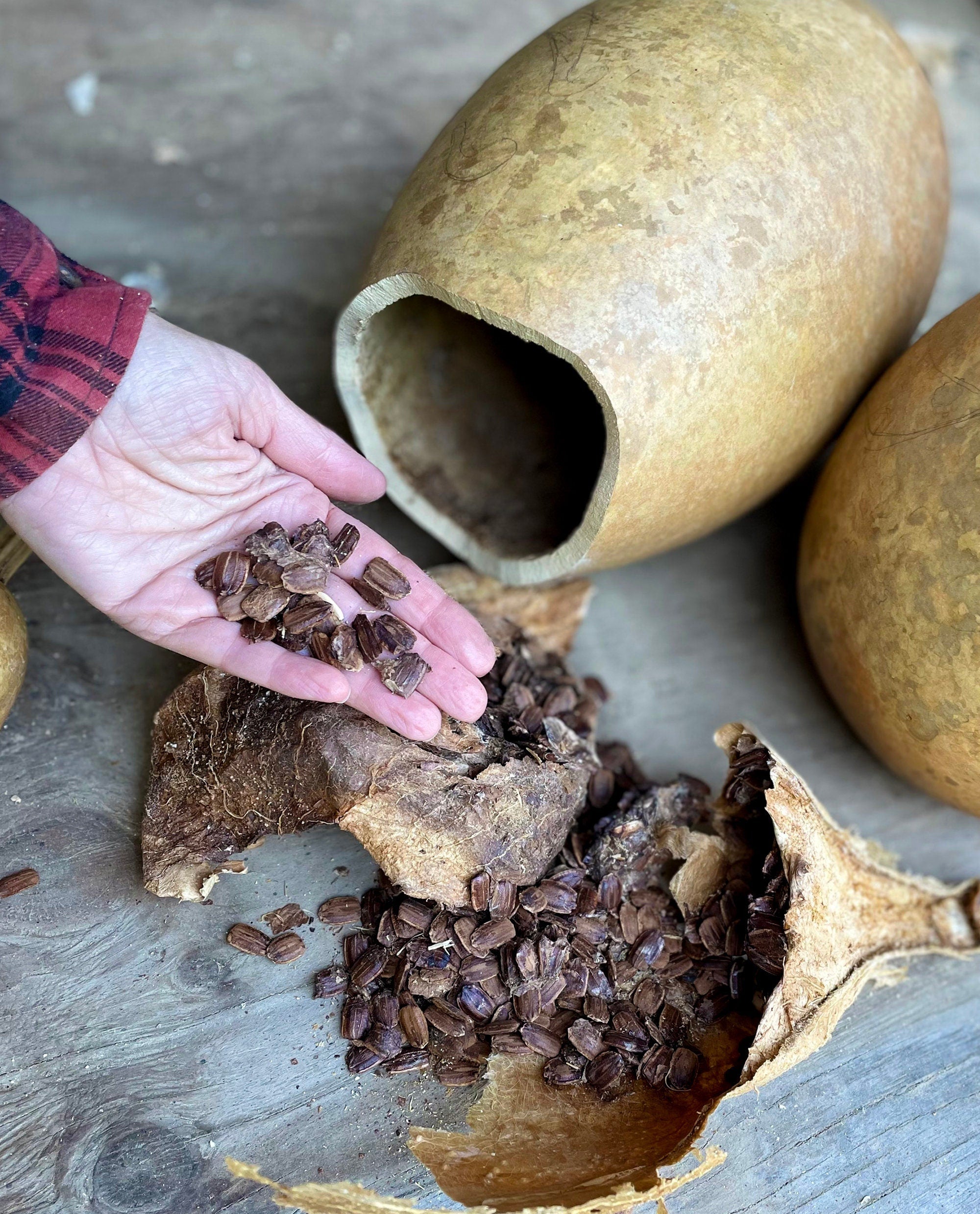 Hand holding cocoa beans next to an open gourd with more beans inside on a wooden surface.