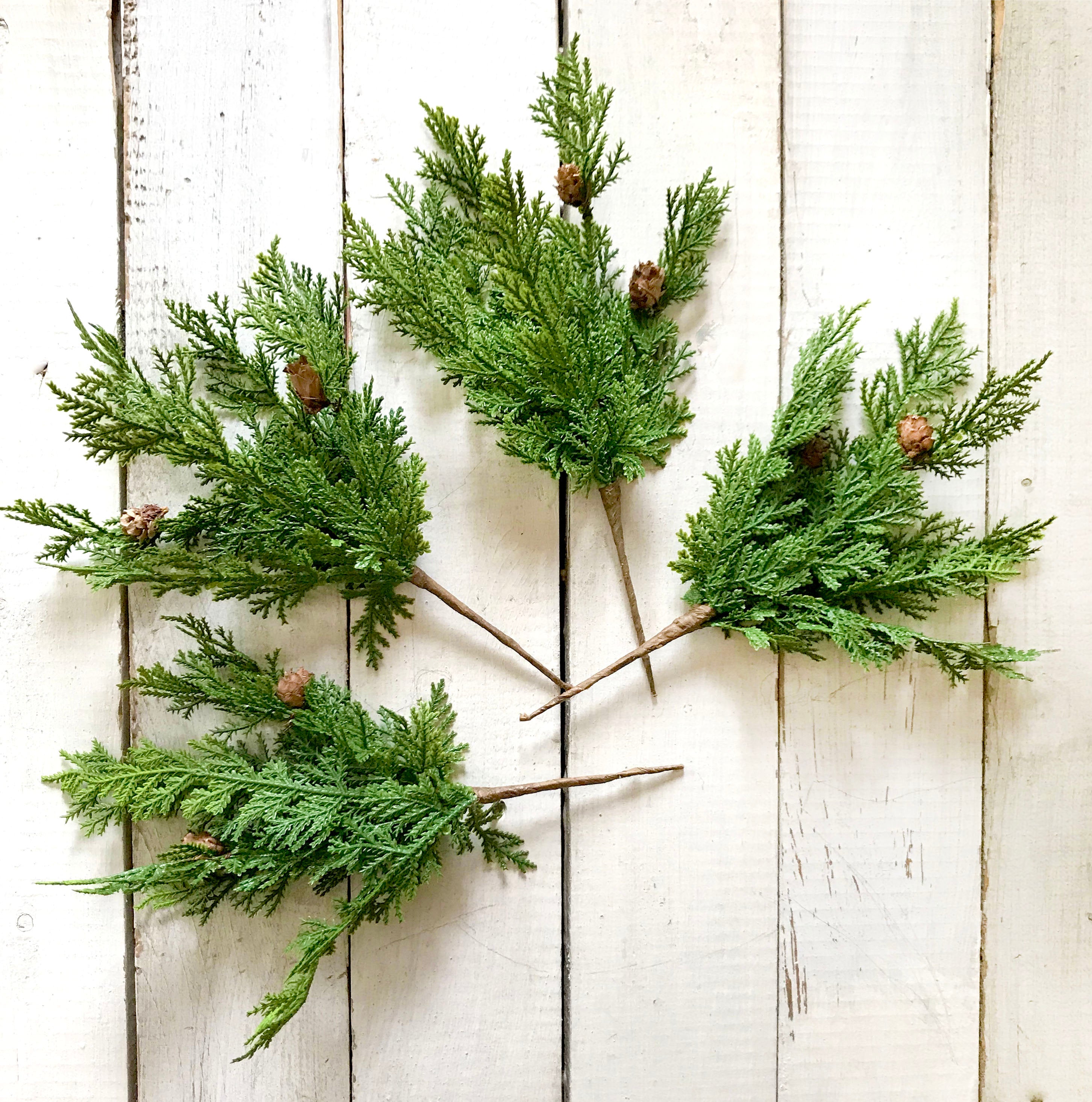 Green pine branches on a white wooden surface