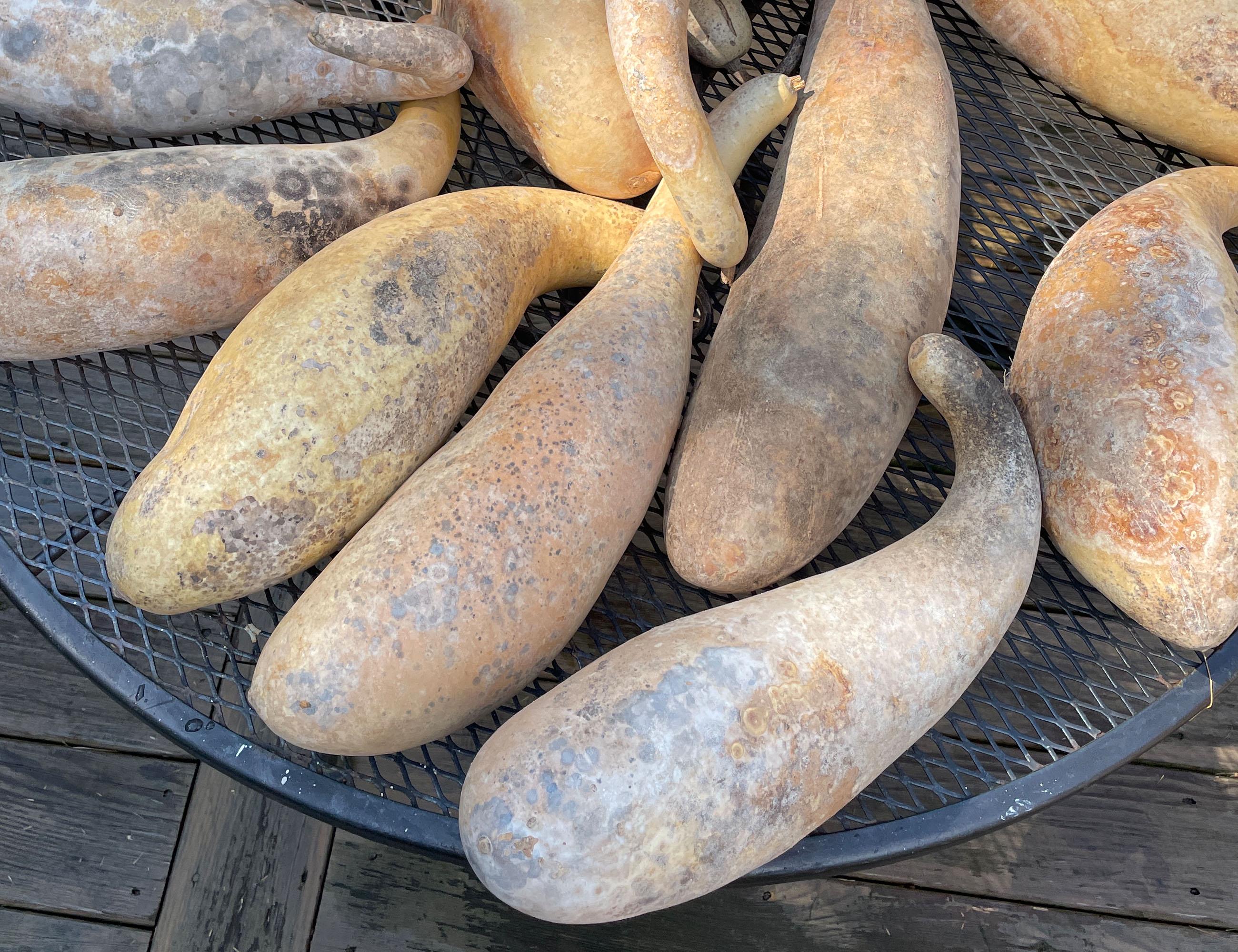 Dried gourds on a metal screen with a wooden floor background