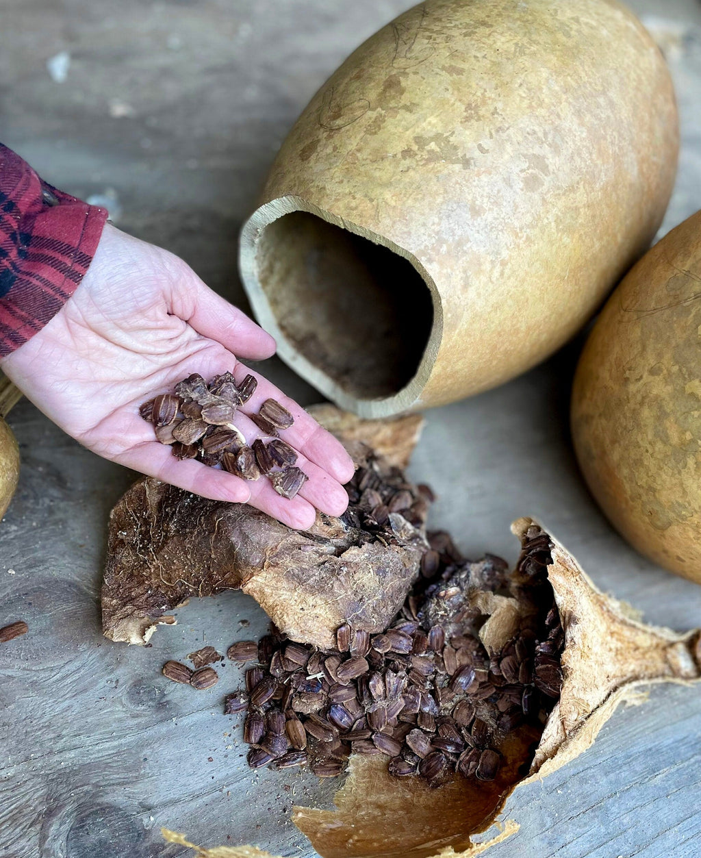Hand holding gourd seeds next to an open gourd with more beans inside on a wooden surface.