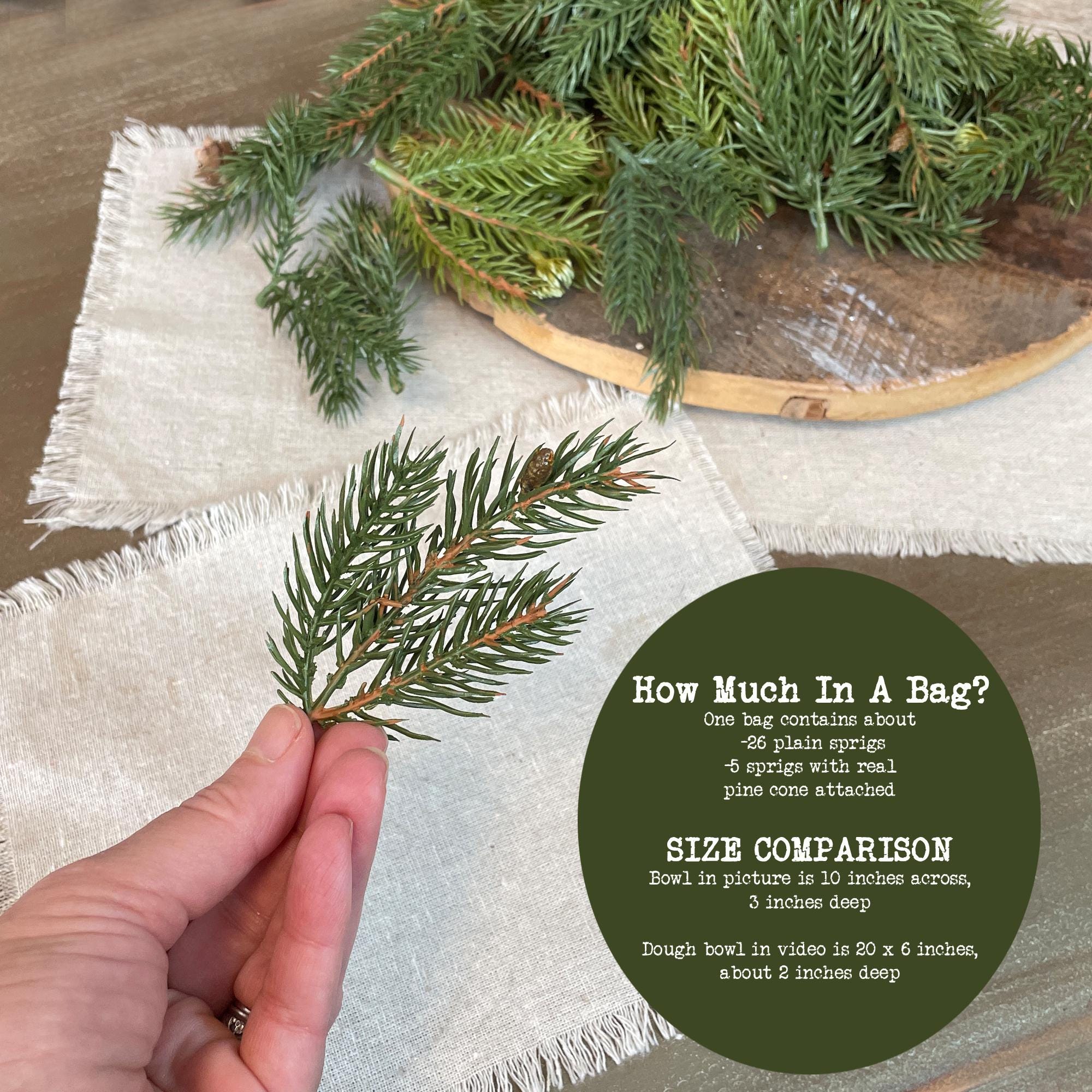 Hand holding a pine branch with size comparison text overlay on a textured surface