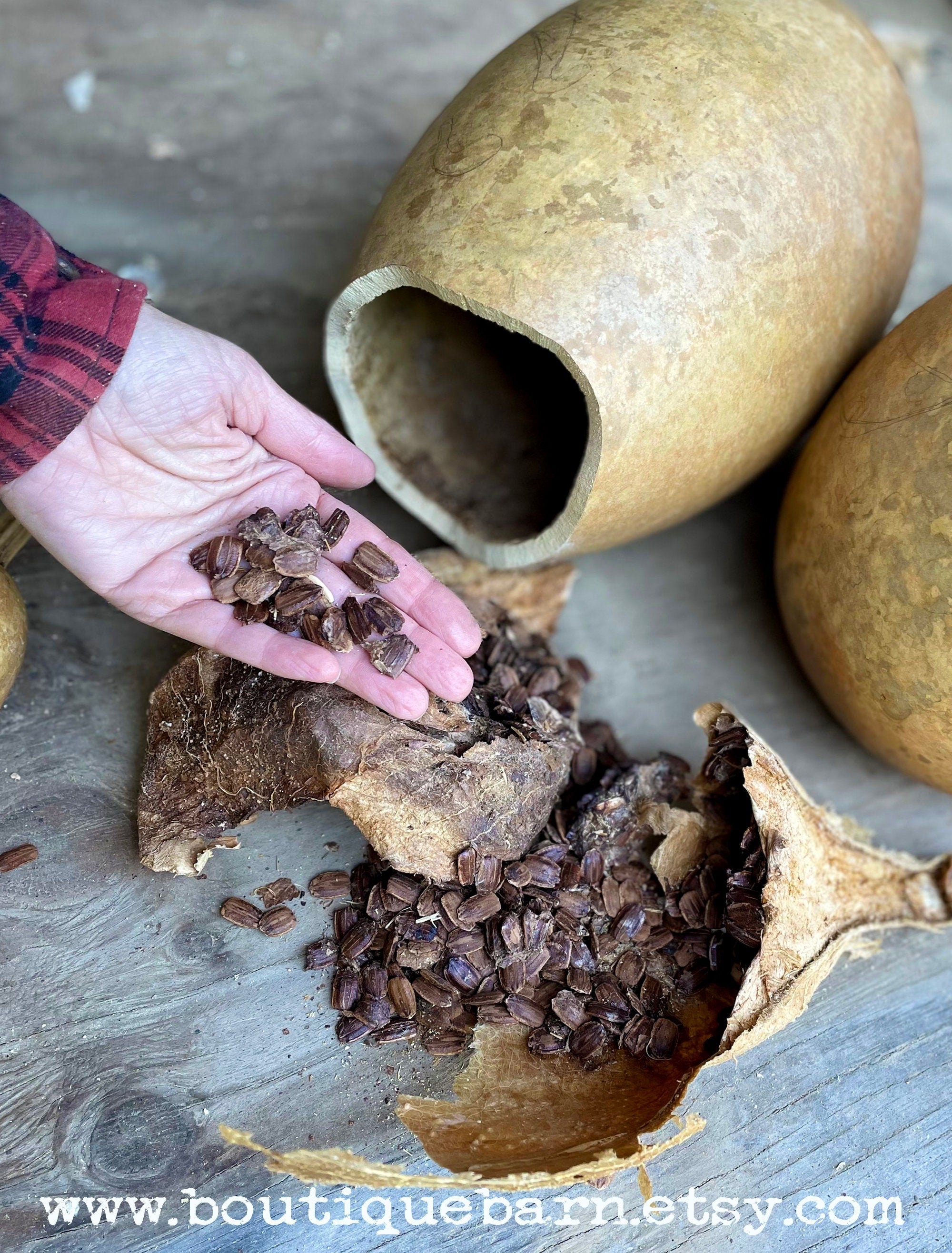 Hand holding cocoa beans next to an open gourd with more beans inside on a wooden surface.