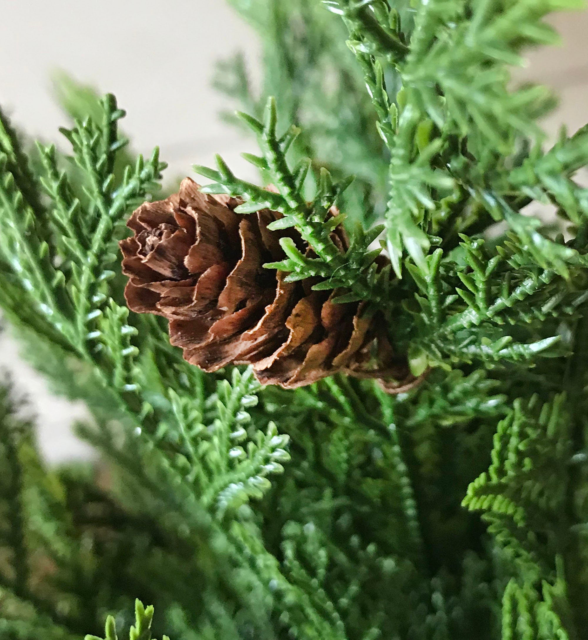 Close-up of a pine cone on a branch with green leaves