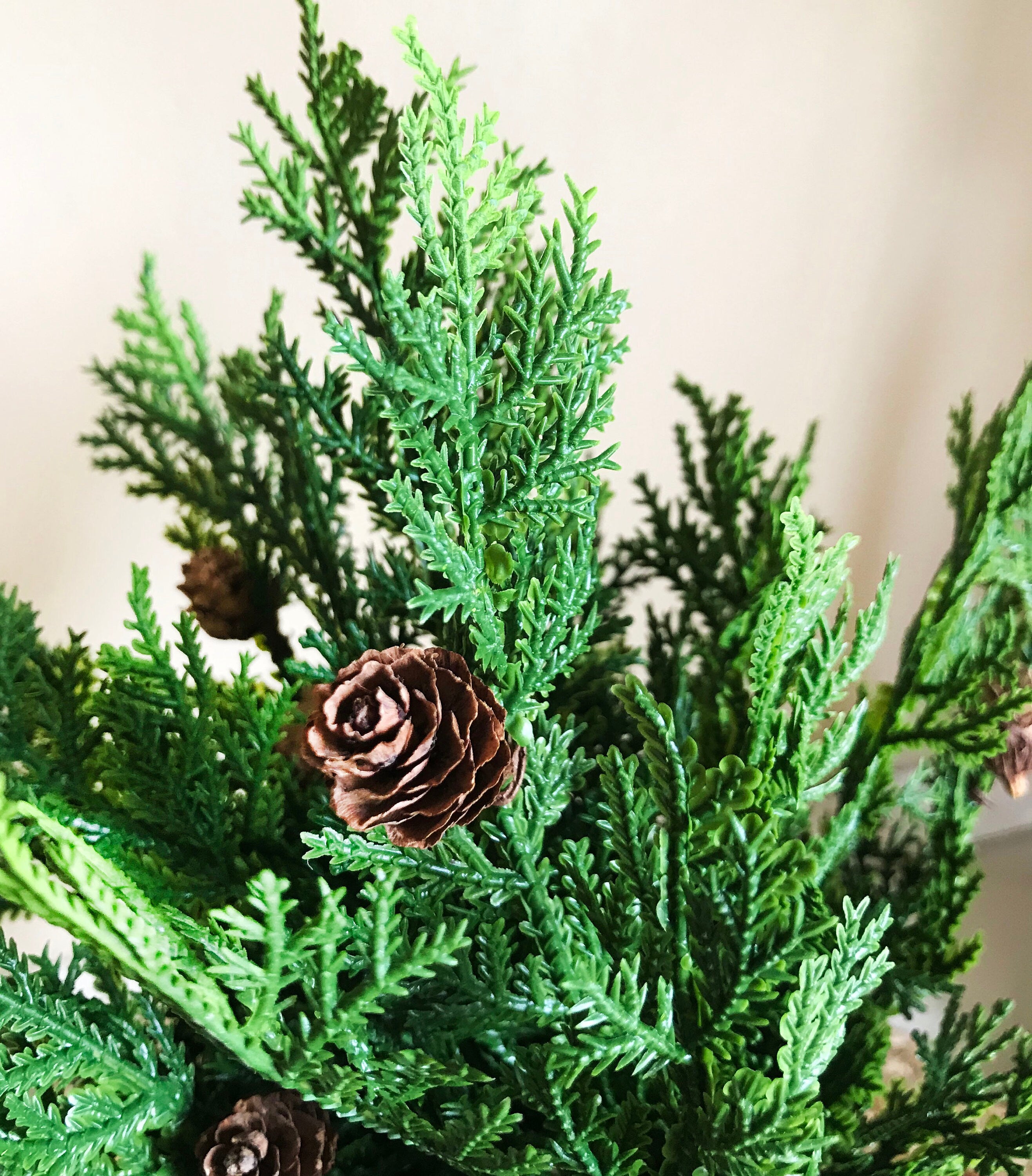 Close-up of a green coniferous plant with pine cones on a blurred background