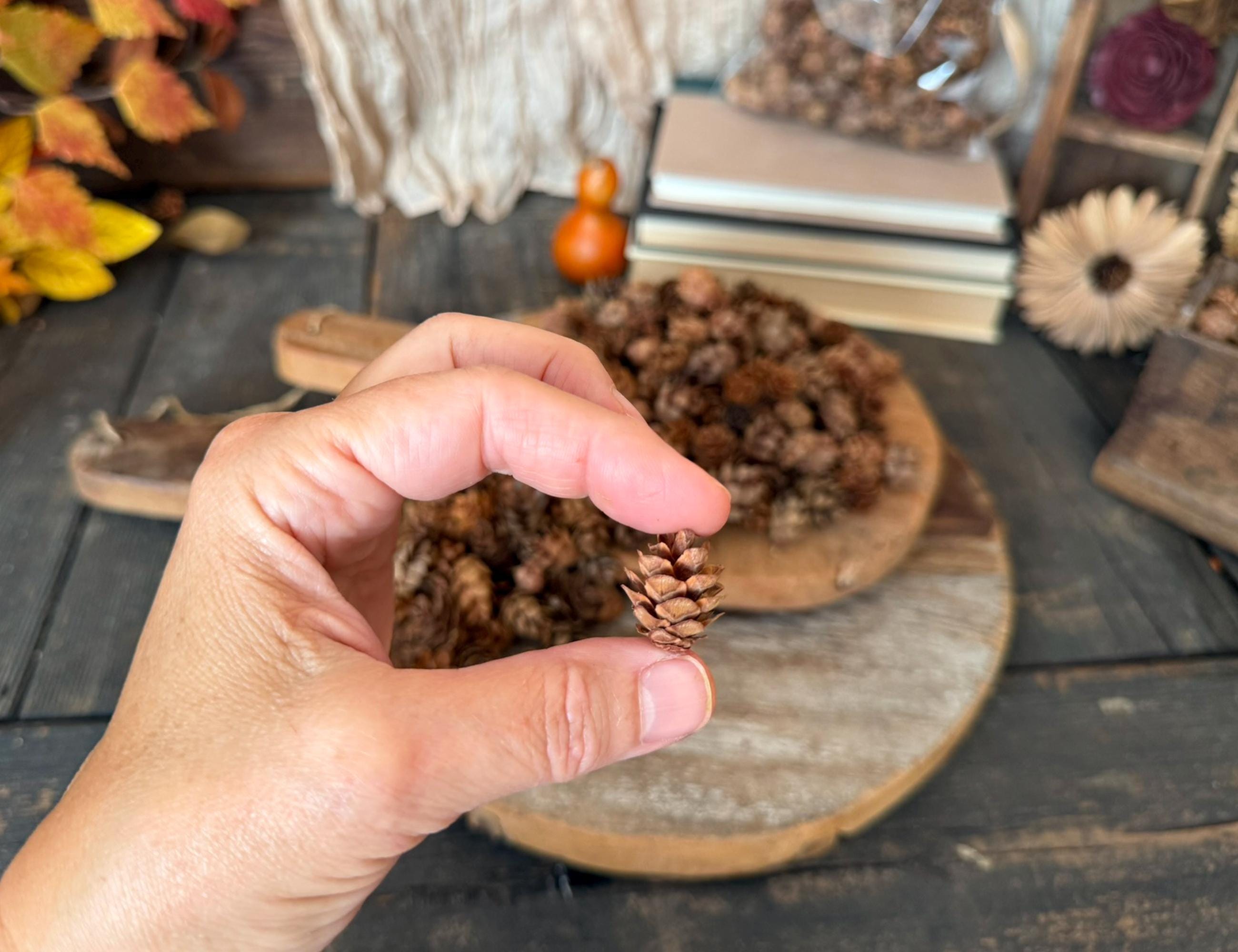 Hand holding a pine cone with a decorative background of books and autumn decorations.