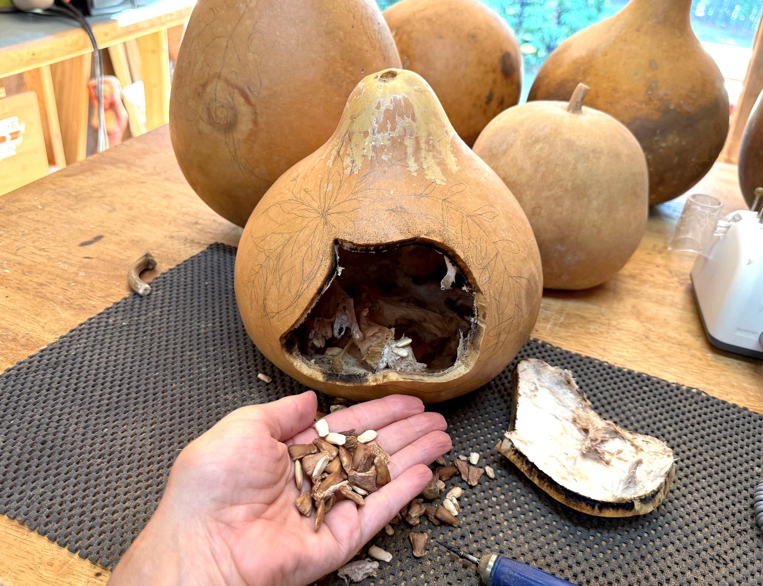 Gourd with front cut out. Hand holding gourd seeds from inside