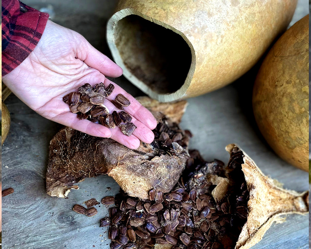 Hand holding cacao seeds with a gourd and more seeds on a stone surface