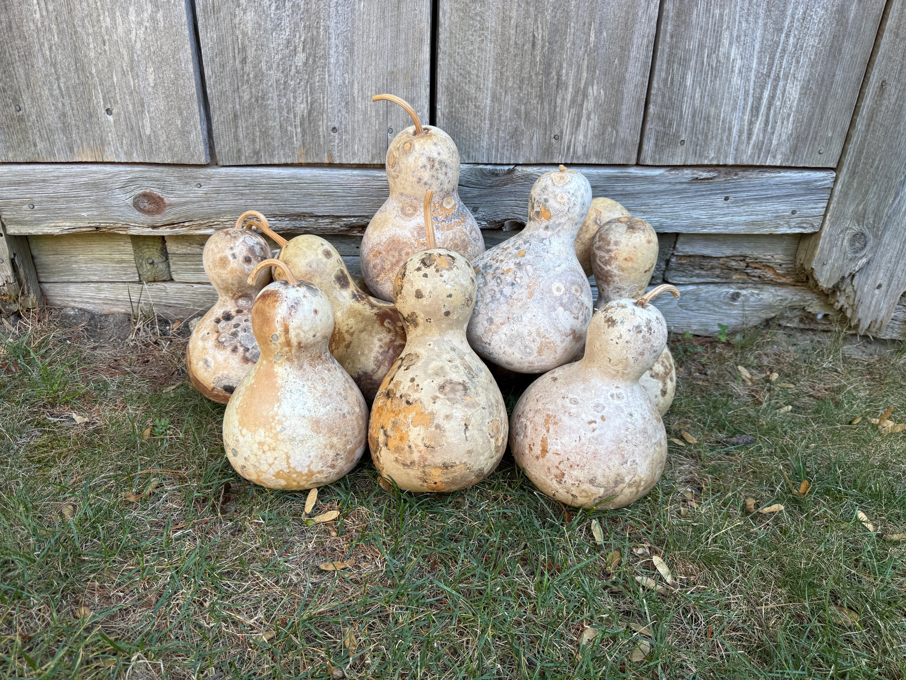 Collection of gourds on grass with a wooden fence background