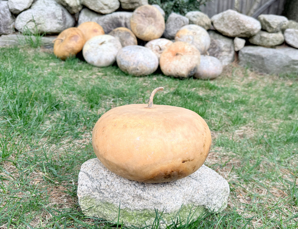 Natural gourd sitting on a rock outside in the grass. Several gourds are piled in the background.