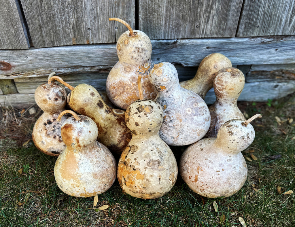 Collection of gourds on grass with a wooden background