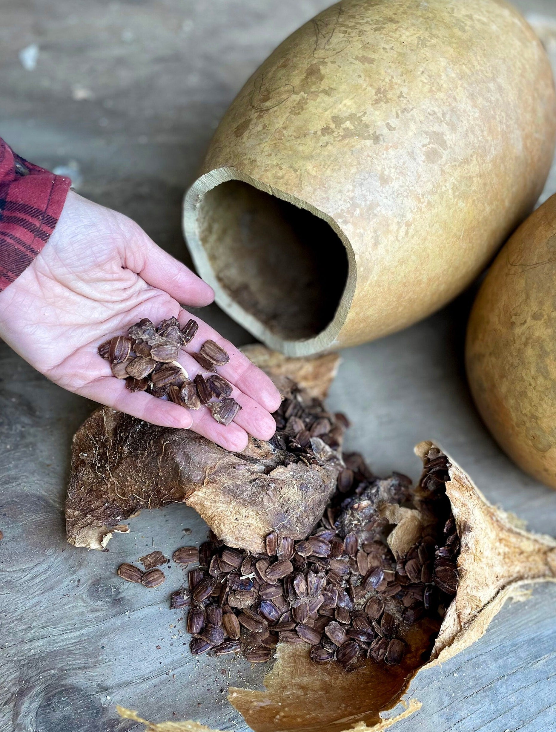 Hand holding gourd seeds next to an open gourd with more beans inside on a wooden surface.