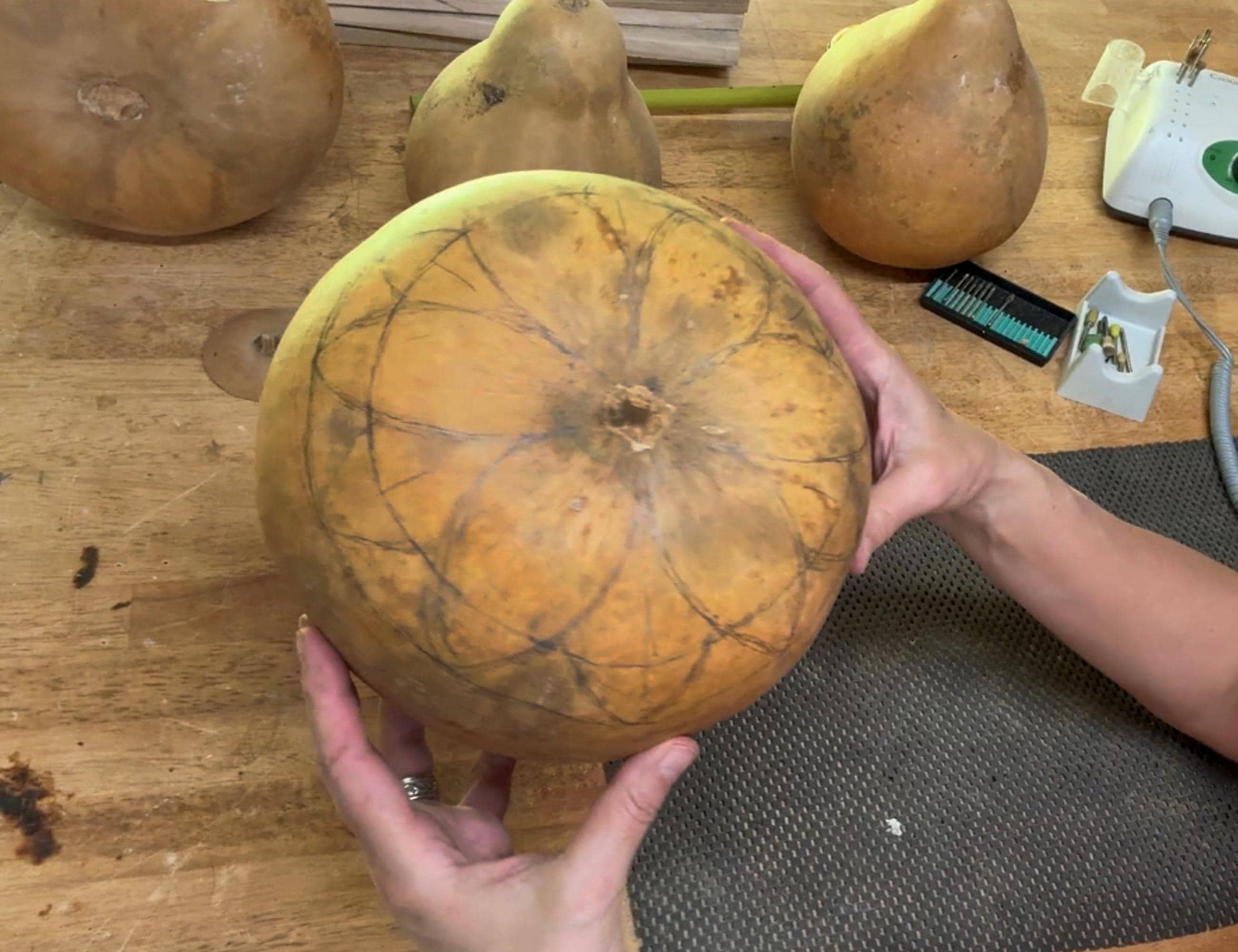 Person holding a dried gourd on a wooden surface with other gourds in the background.