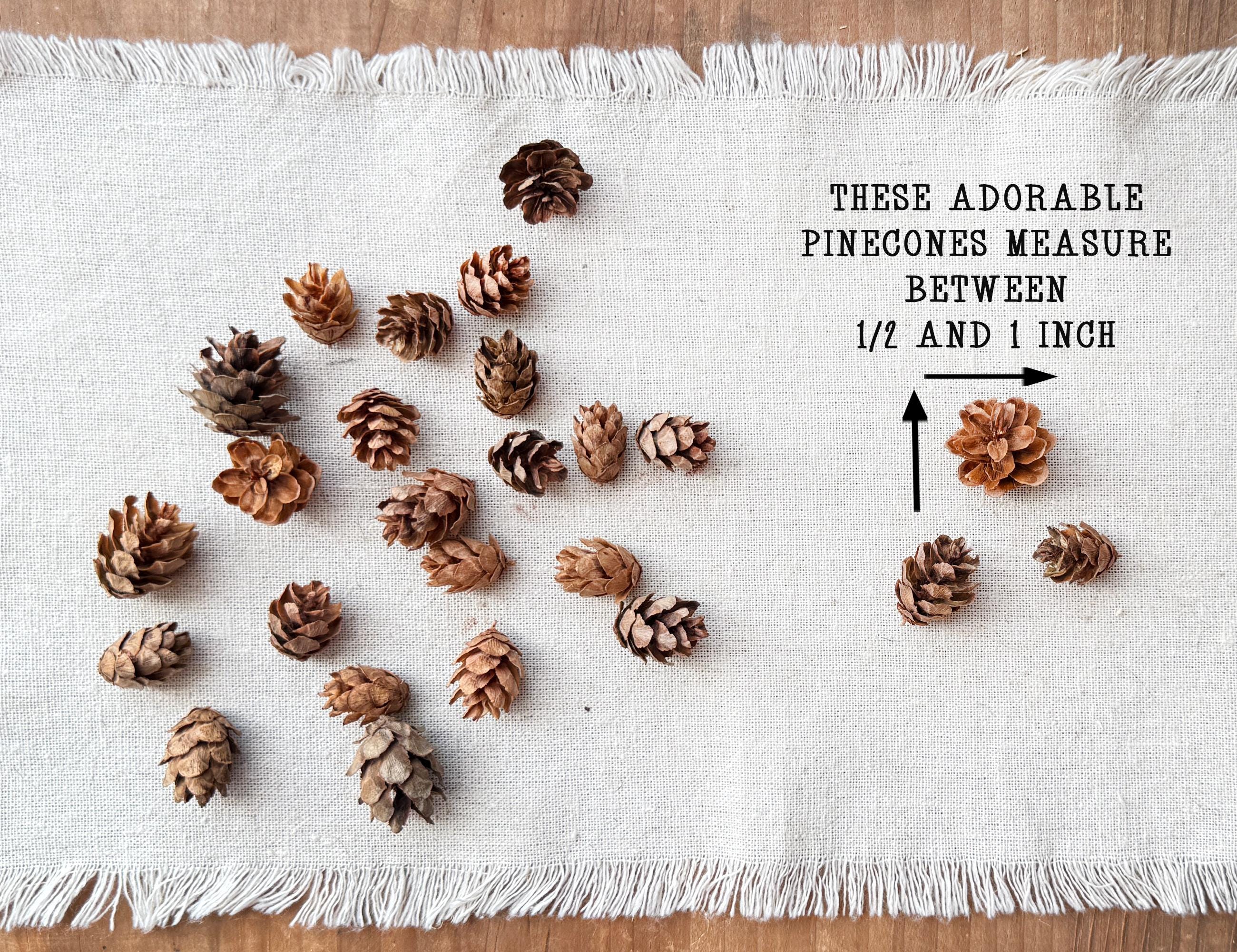 Pinecones arranged on a white fabric with measurement text