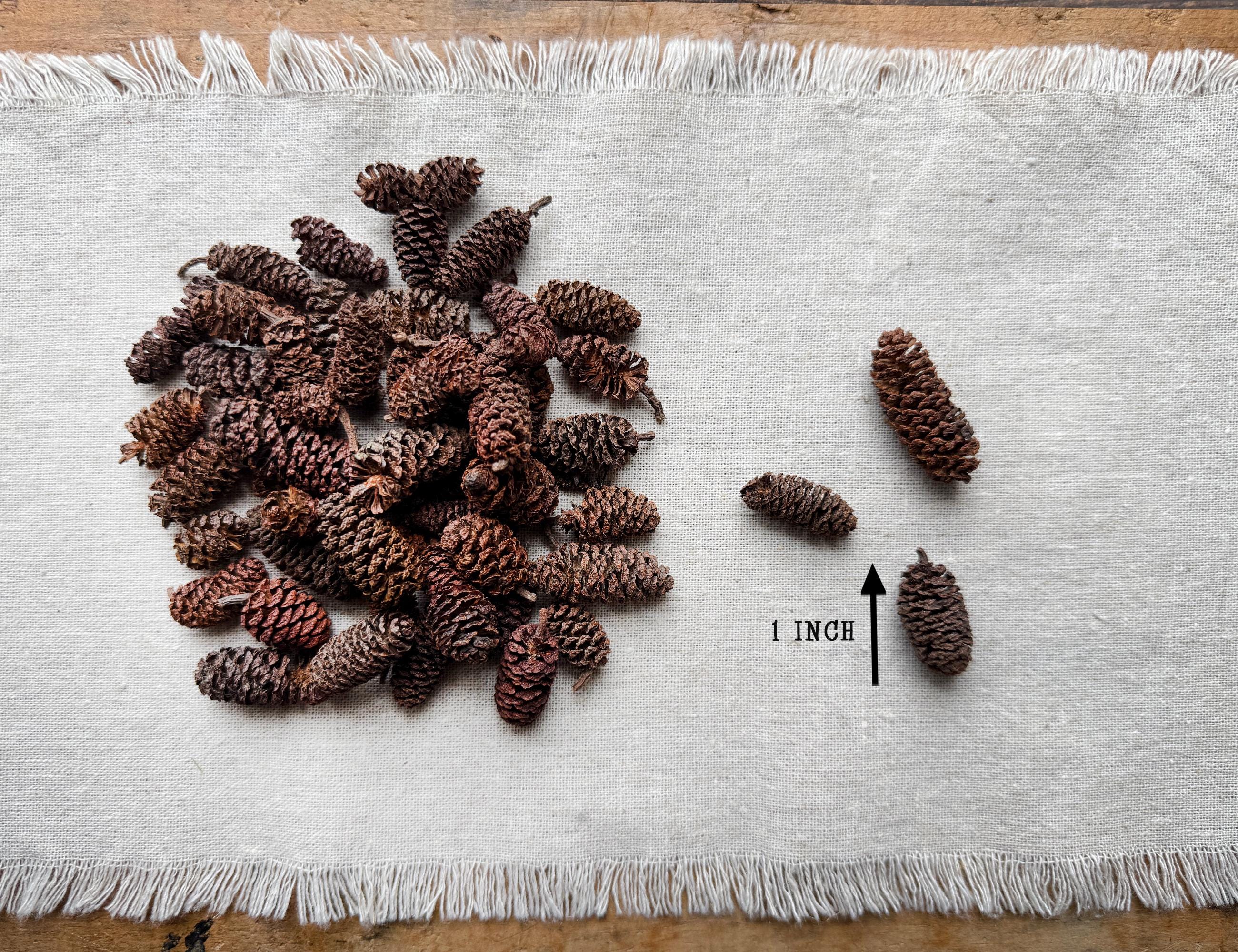 Miniature alder cones for rustic home décor and seasonal arrangements