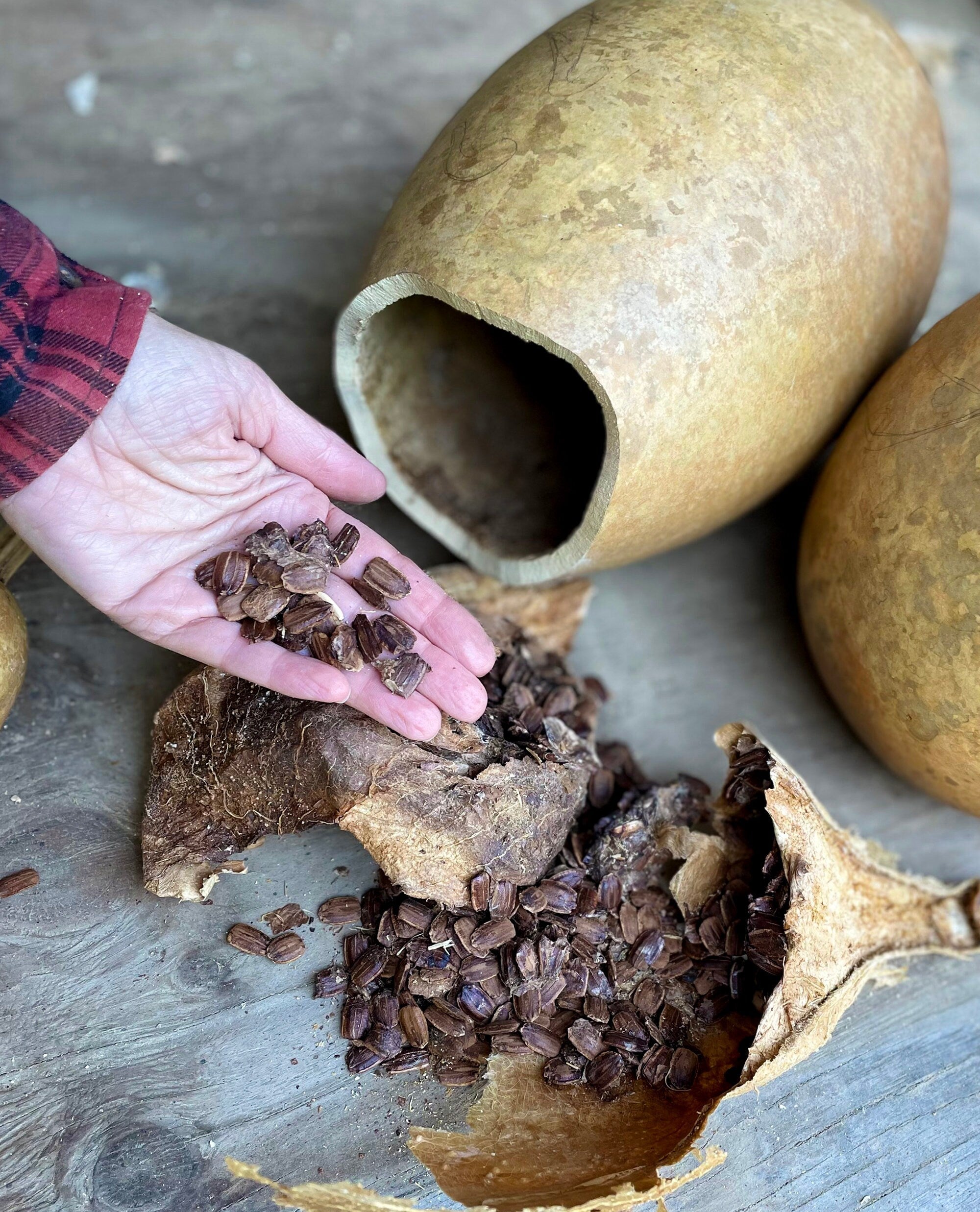 Hand holding cocoa beans next to an open gourd with more beans inside on a wooden surface.