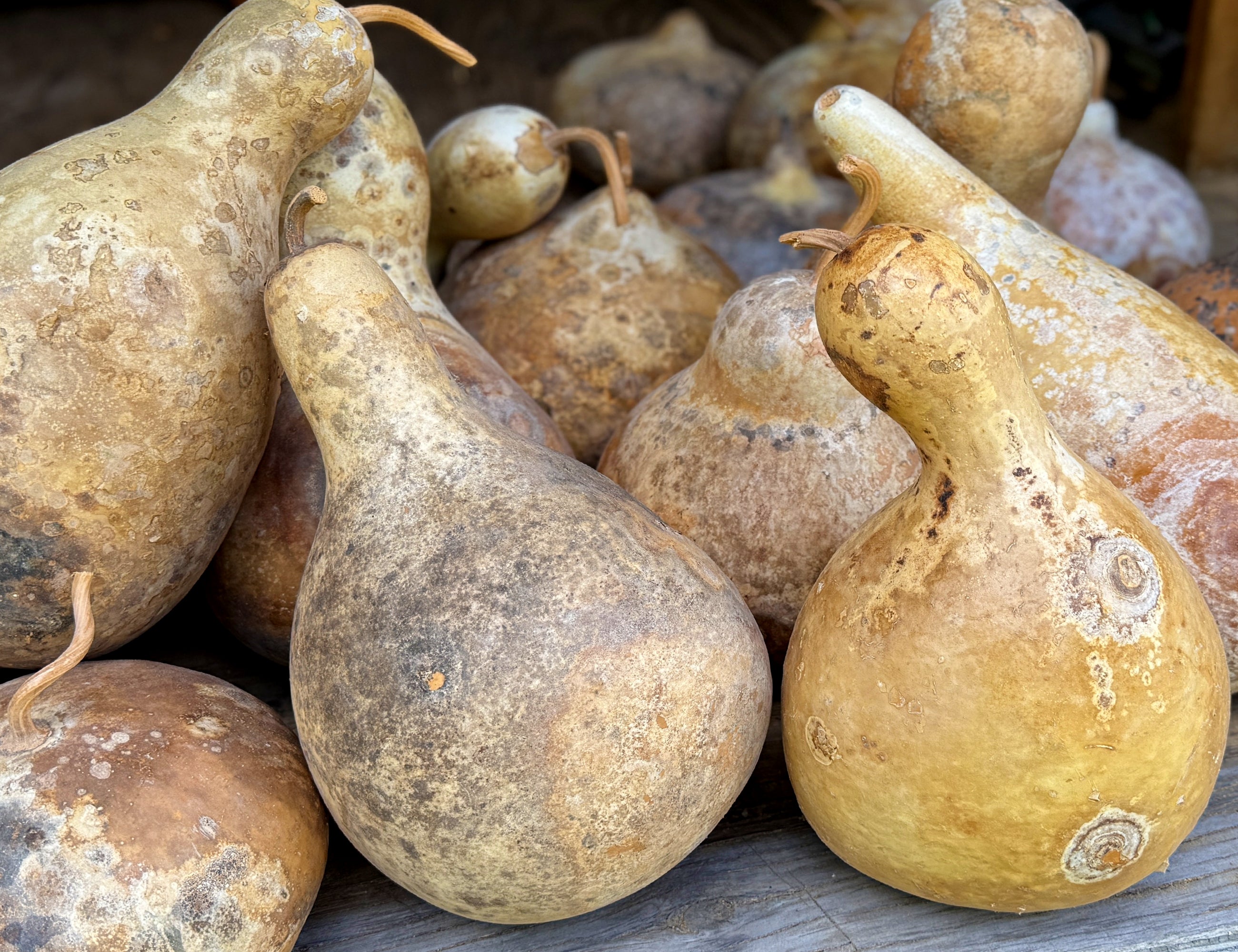 Collection of brown gourds on a wooden surface